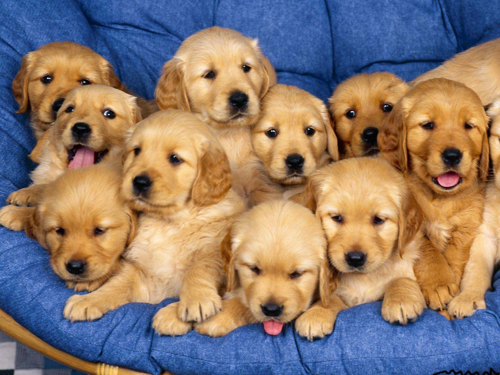Cute Puppy Pictures Dogs Wallpaper