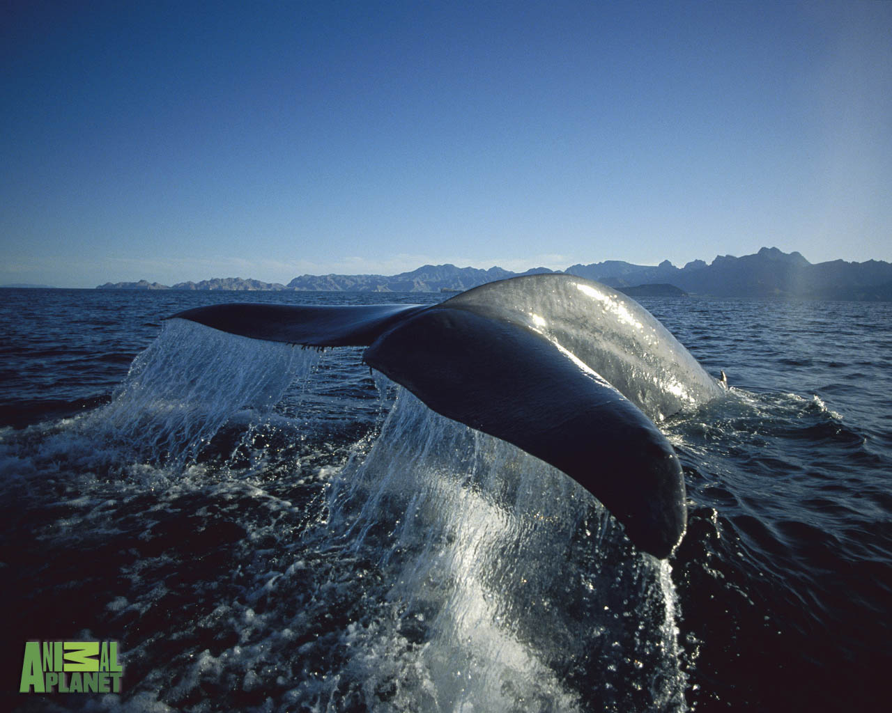 Blue Whales Wallpaper Image Amp Pictures Becuo