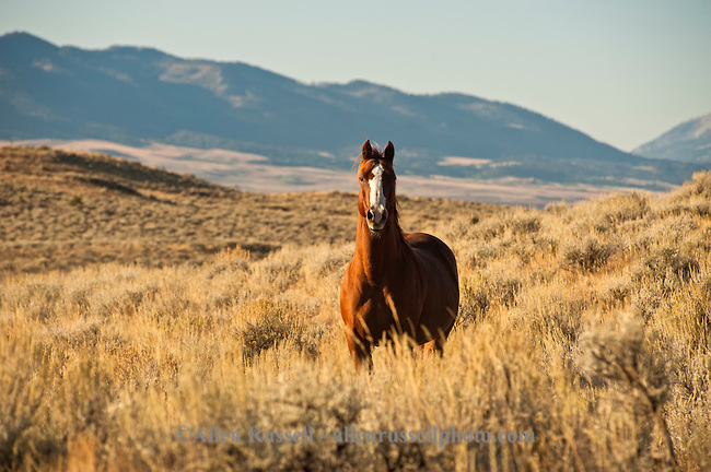 Quarter Horse Wallpaper Sagebrush