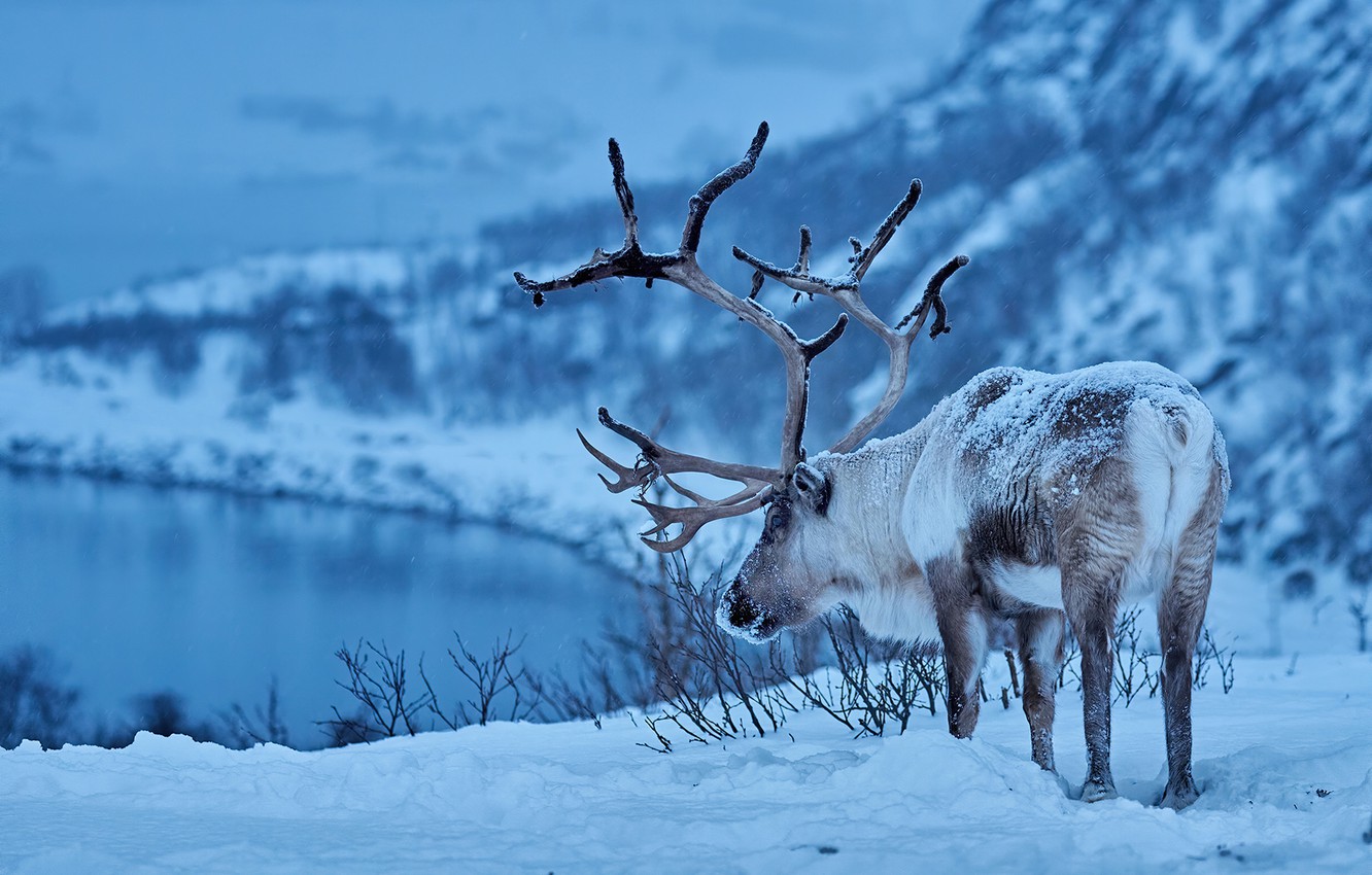 Wallpaper winter snow deer horns Reindeer images for desktop