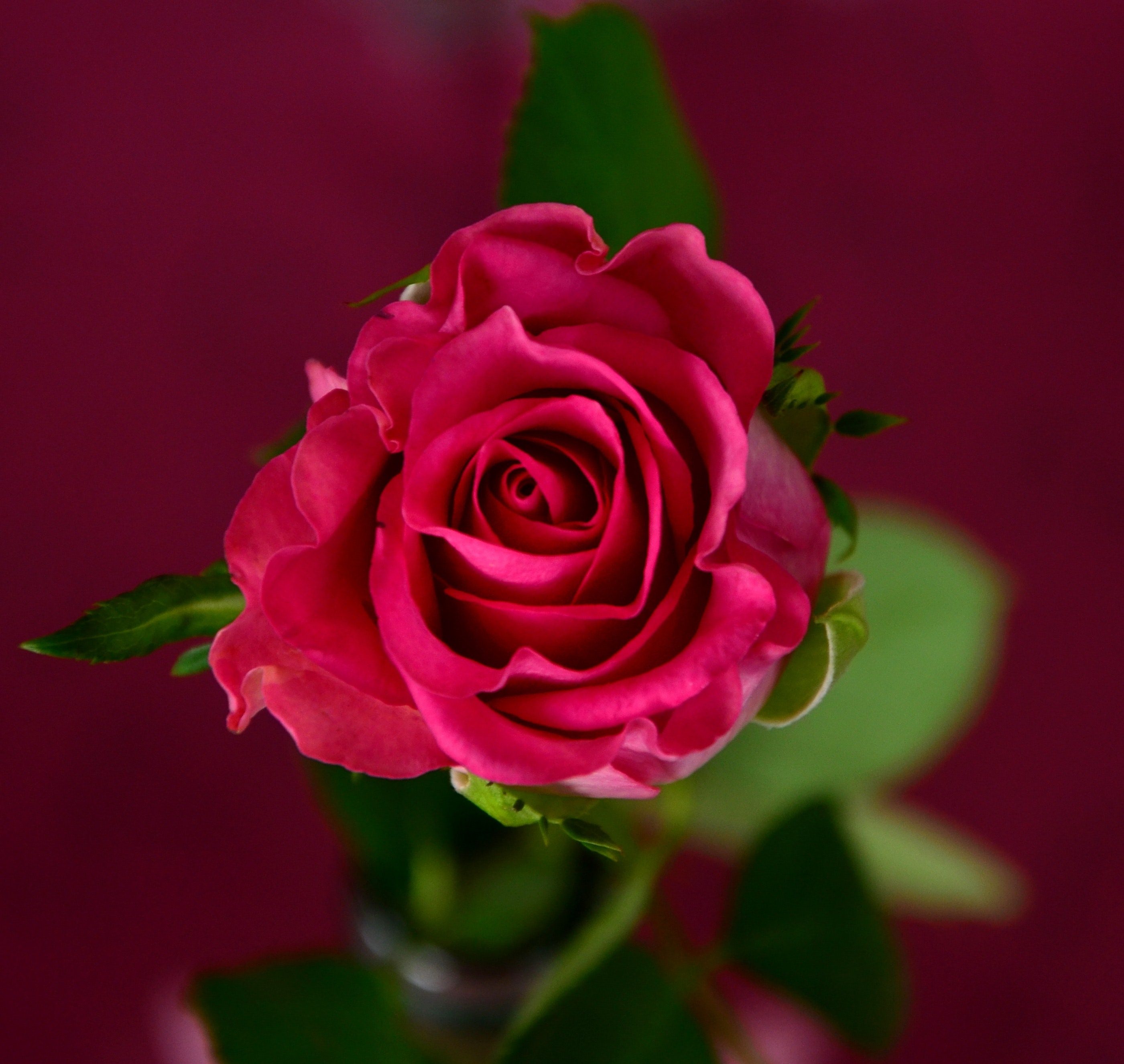 Rose Wallpaper Hd Png Transparent Best Stock Photos