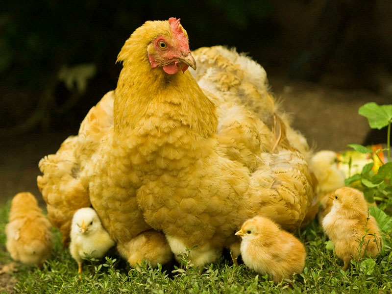 Wallpaper Hen With Chicks Hens