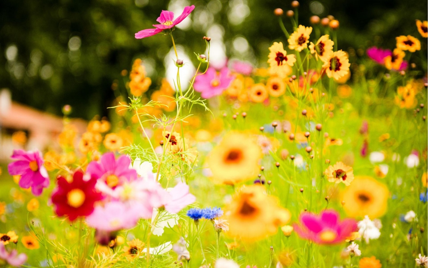 Spring Colorful Flowers Wallpaper