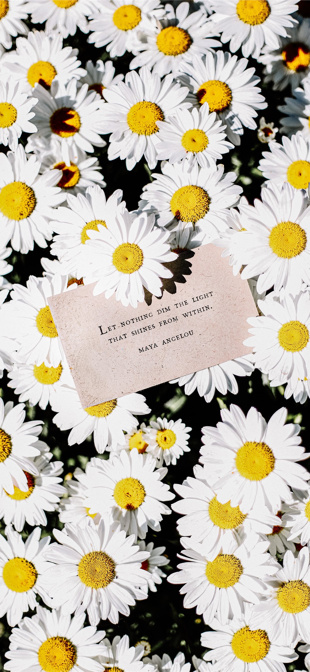 White Daisy Flowers iPhone Wallpaper