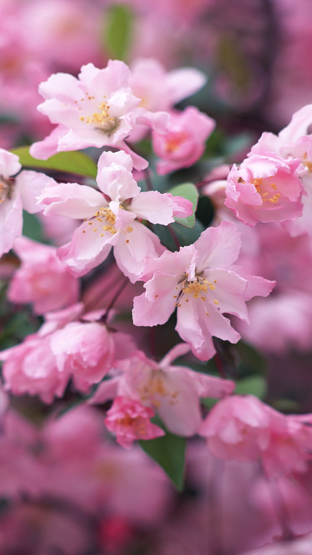 Nature Spring Blossom Flower Branch Macro iPhone Wallpaper