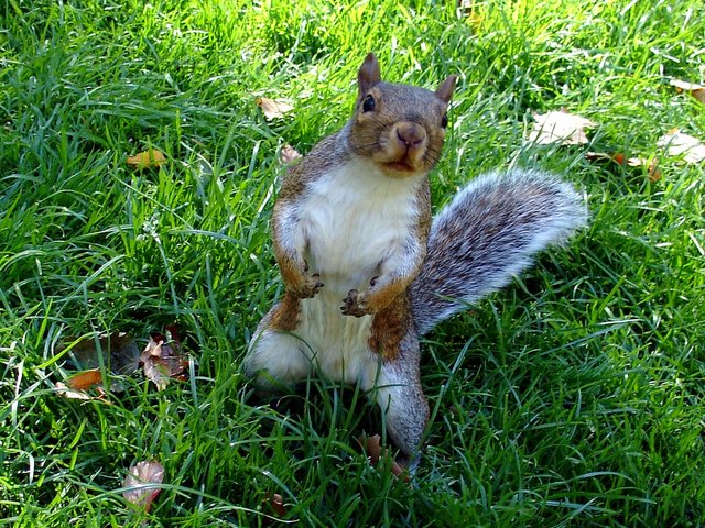 Whats Up Doc 1024x768 Squirrel Wallpapers ShareWallpapers
