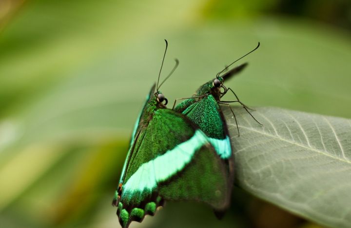 Photo Macro Butterflies Butterfly Wallpaper Green