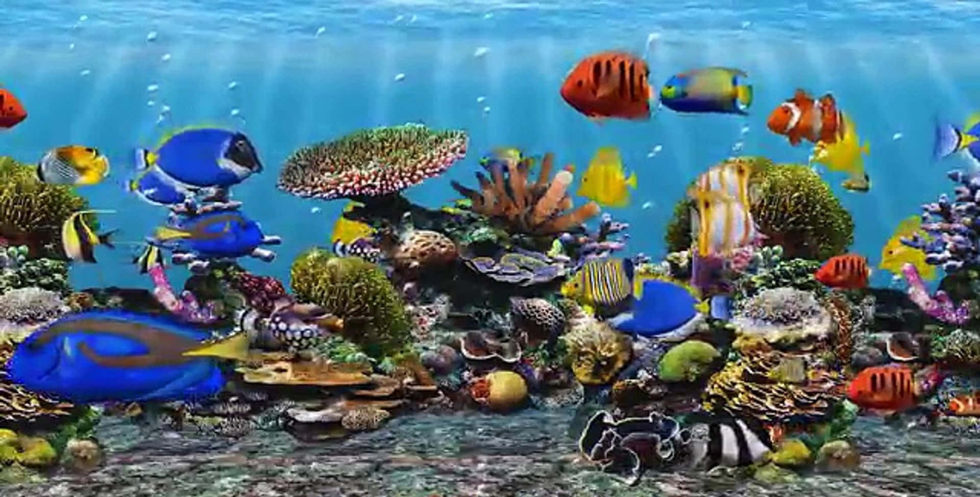 Aquarium Fish Tank Wallpaper
