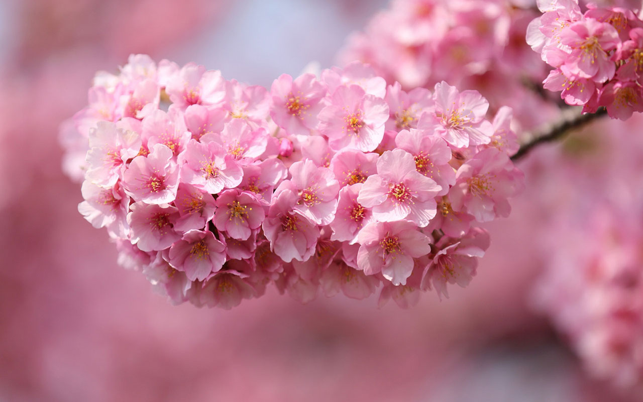 Charming Feminine Pink Flowers HD Wallpaper Flower