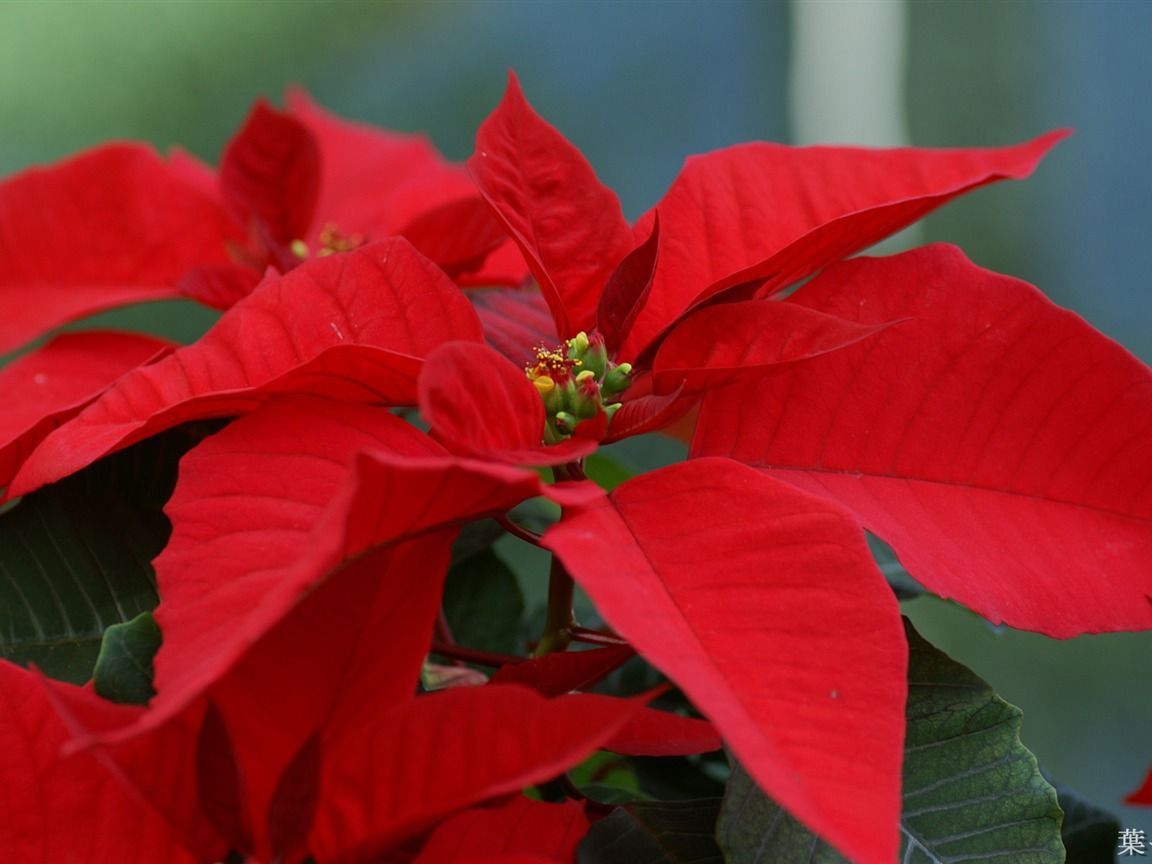 Flower Poinsettia The Christmas Plant Picture