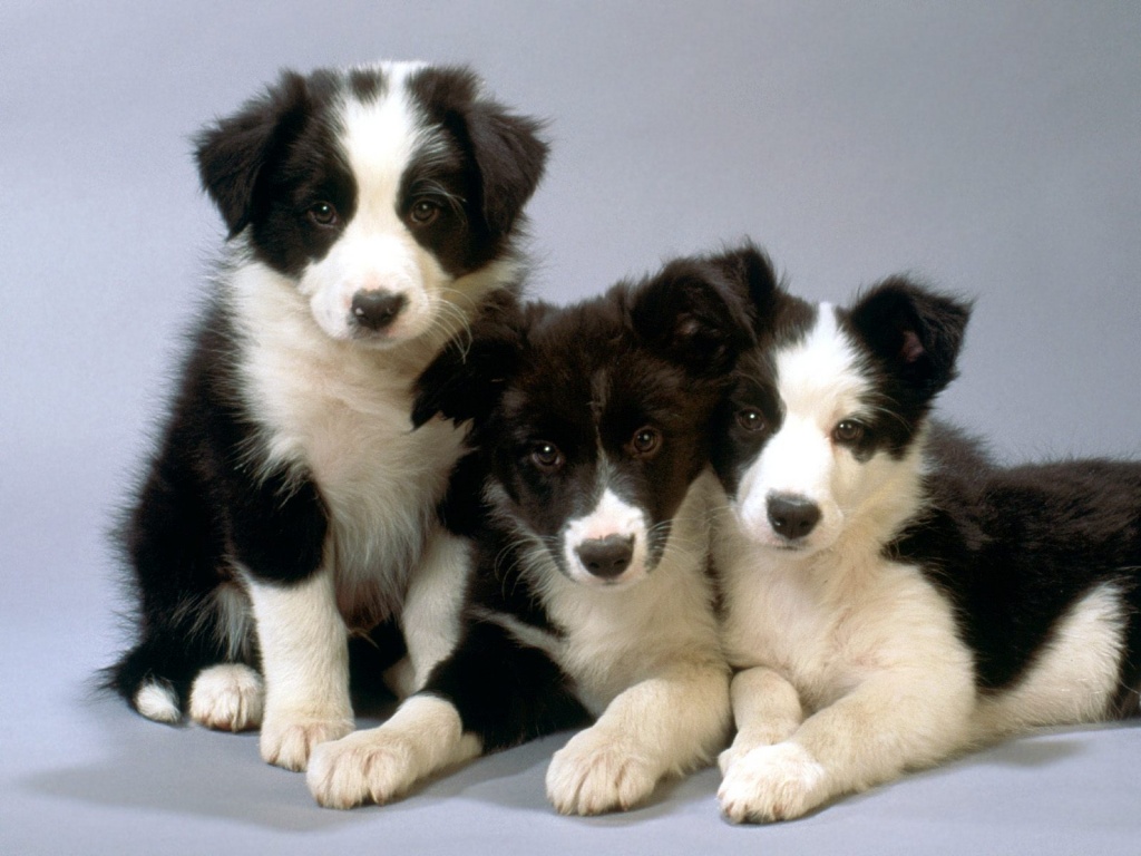 Border Collie Puppies wallpaper 1024x768