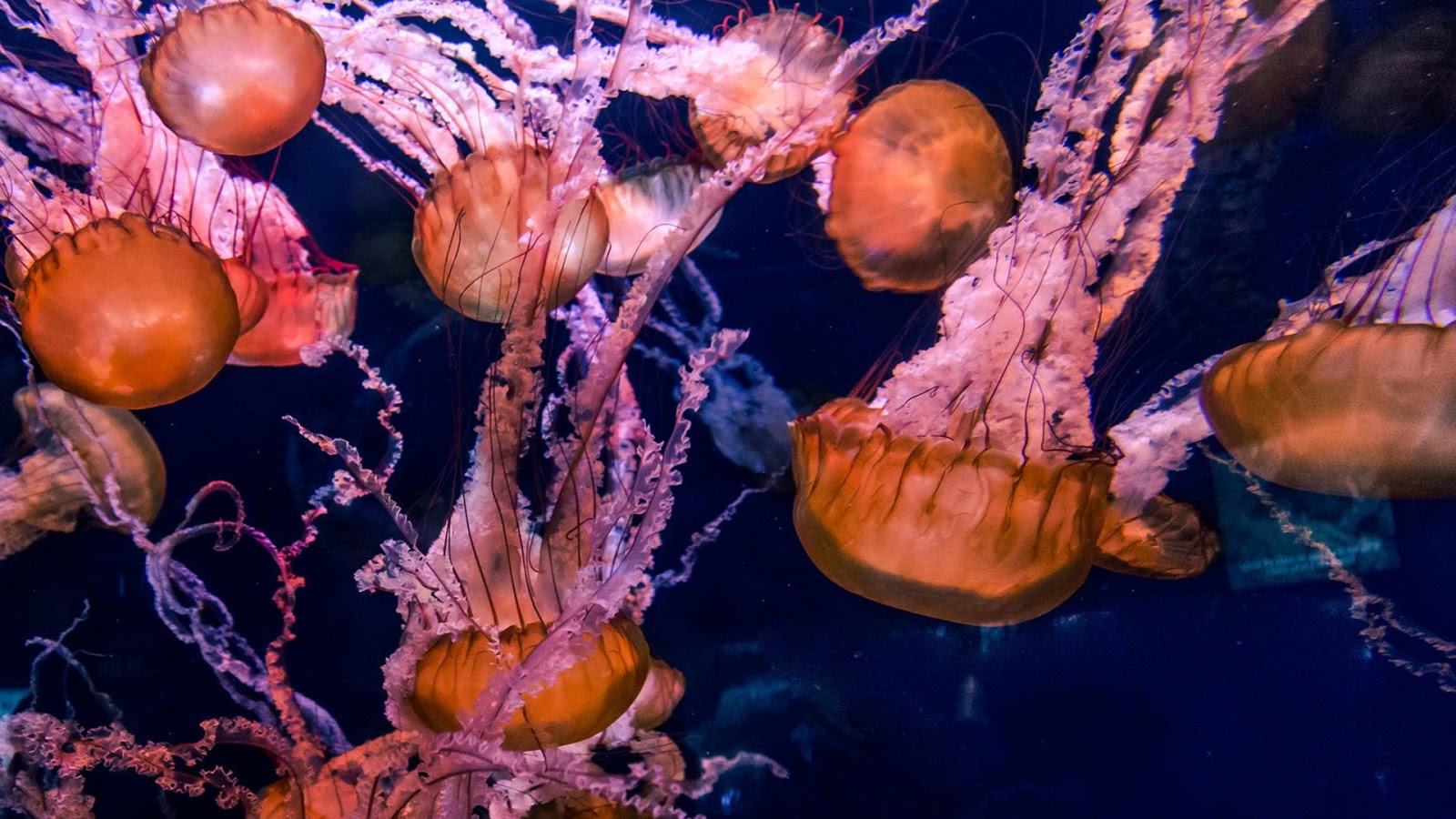 Jellyfish Wallpaper Best Amp Inspirational High Quality