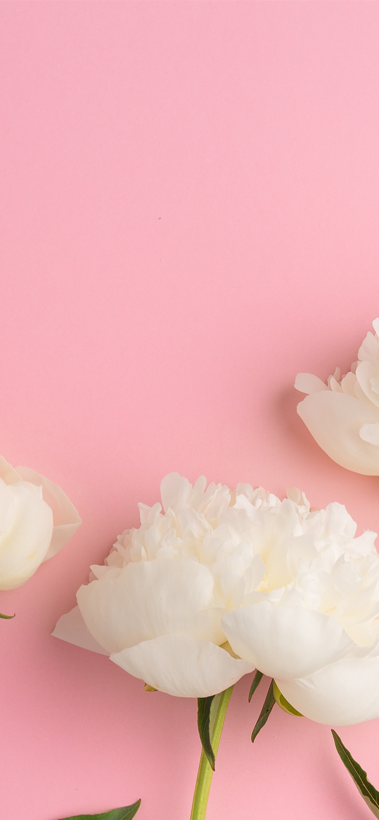 White Peonies Pink Background iPhone Pro Xs Max