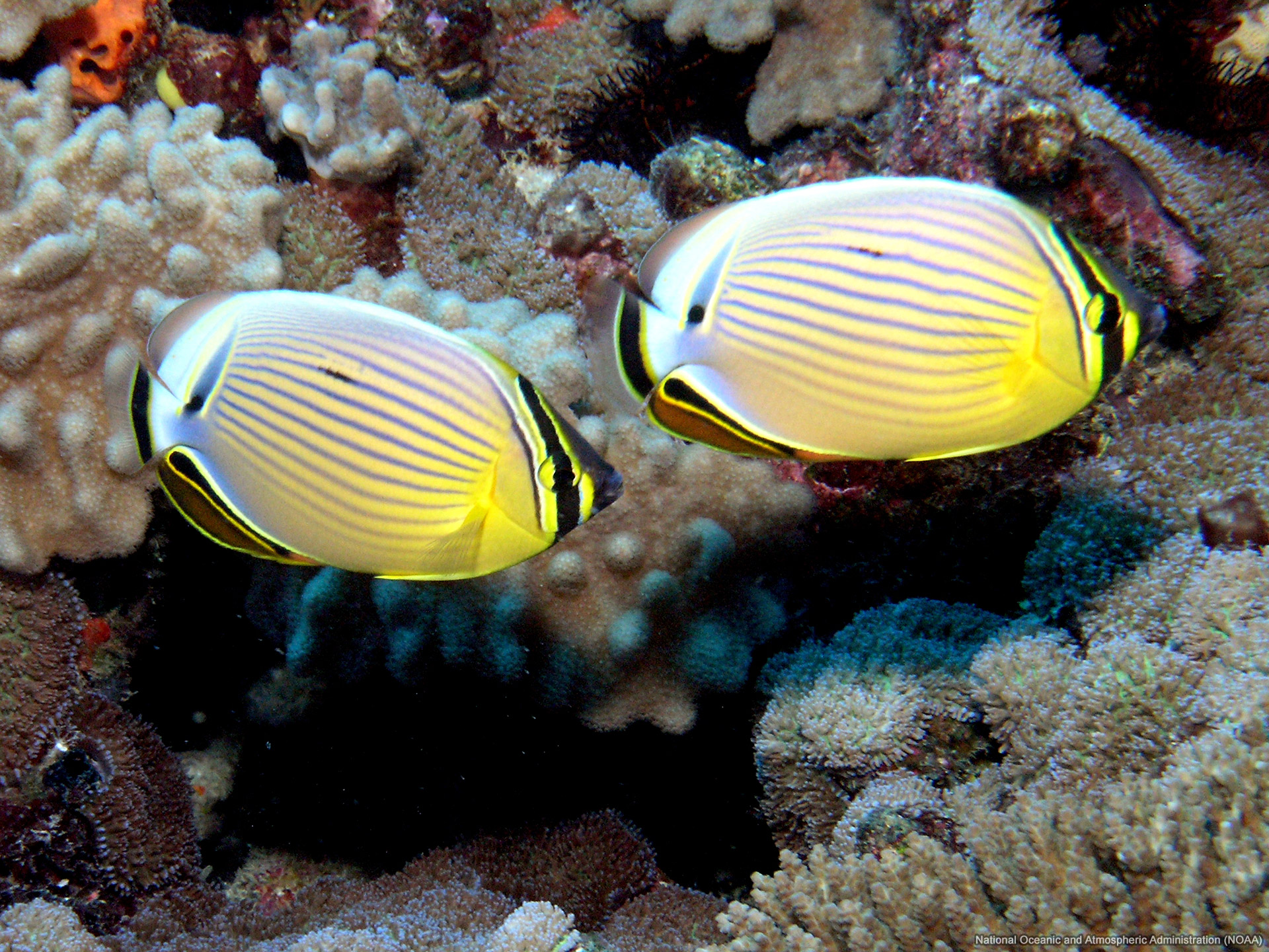 Redfin Butterflyfish Sea Wallpaper On And Sky