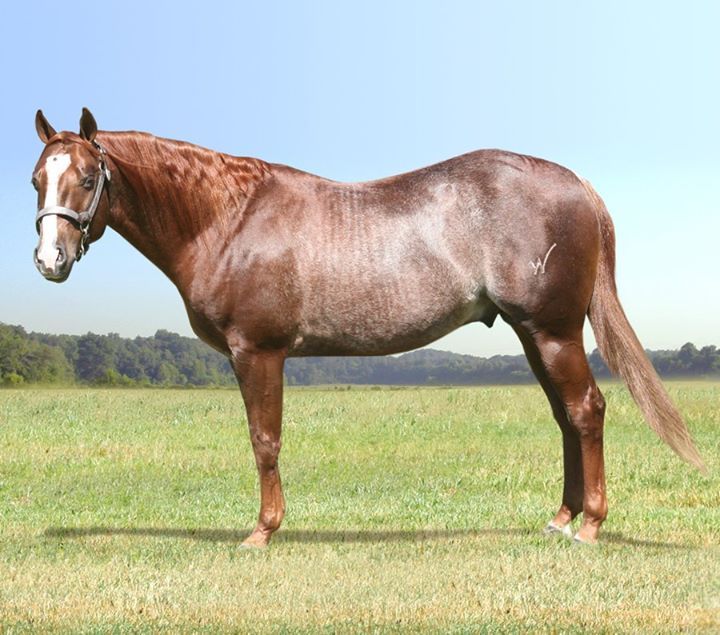 Quarter Horse Stallion Picture