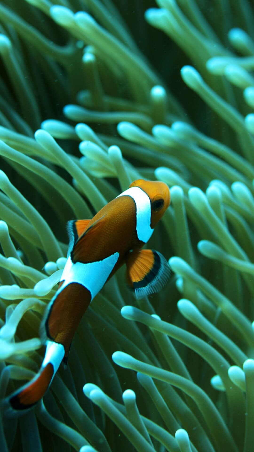 iPhone Fish Wallpaper