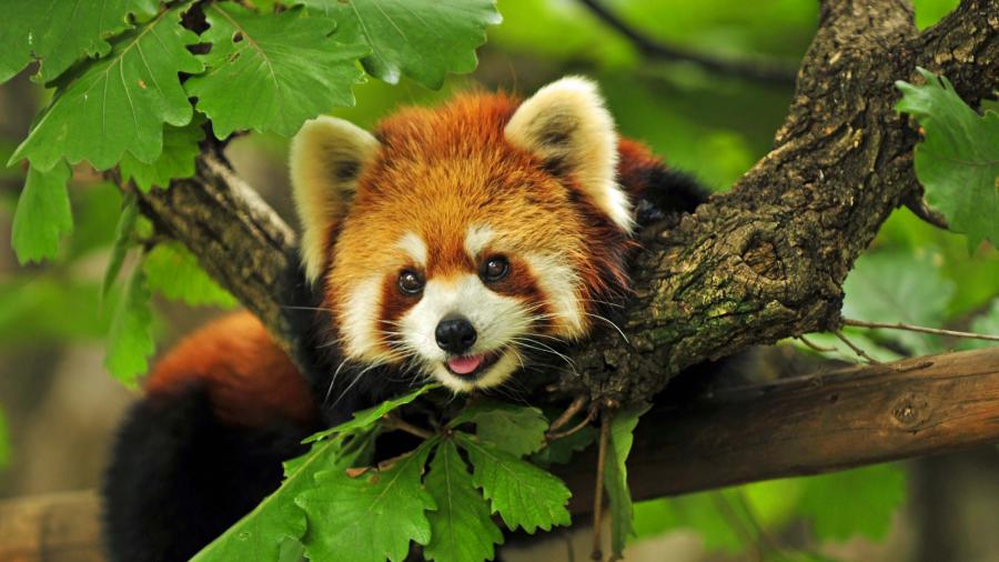 Name Cute Red Panda 4k Wallpaper Description