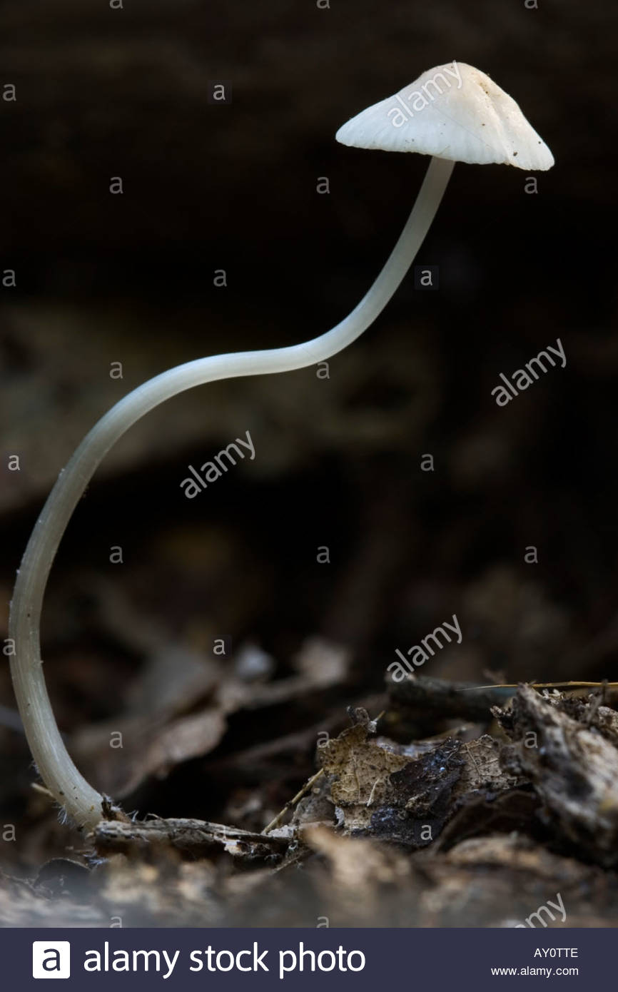White Mushroom Cap With Slender Stalk On Black Background Stock