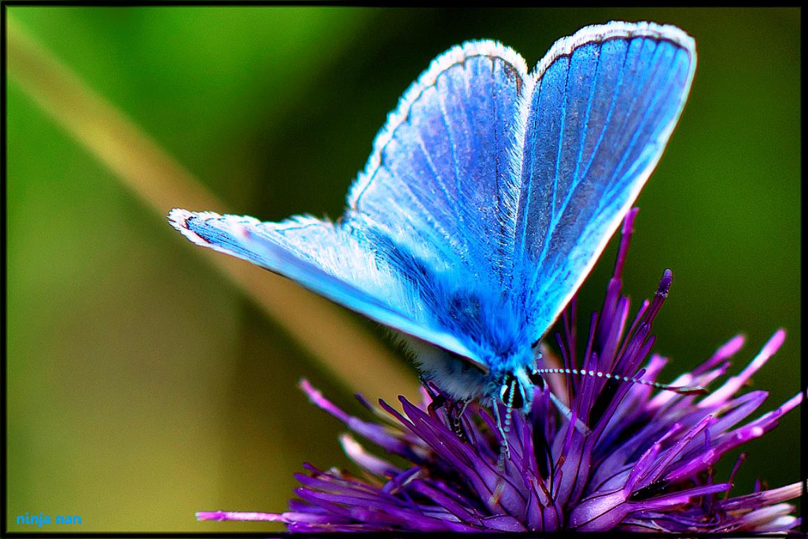 The Mystical Blue Butterfly High Quality And Resolution