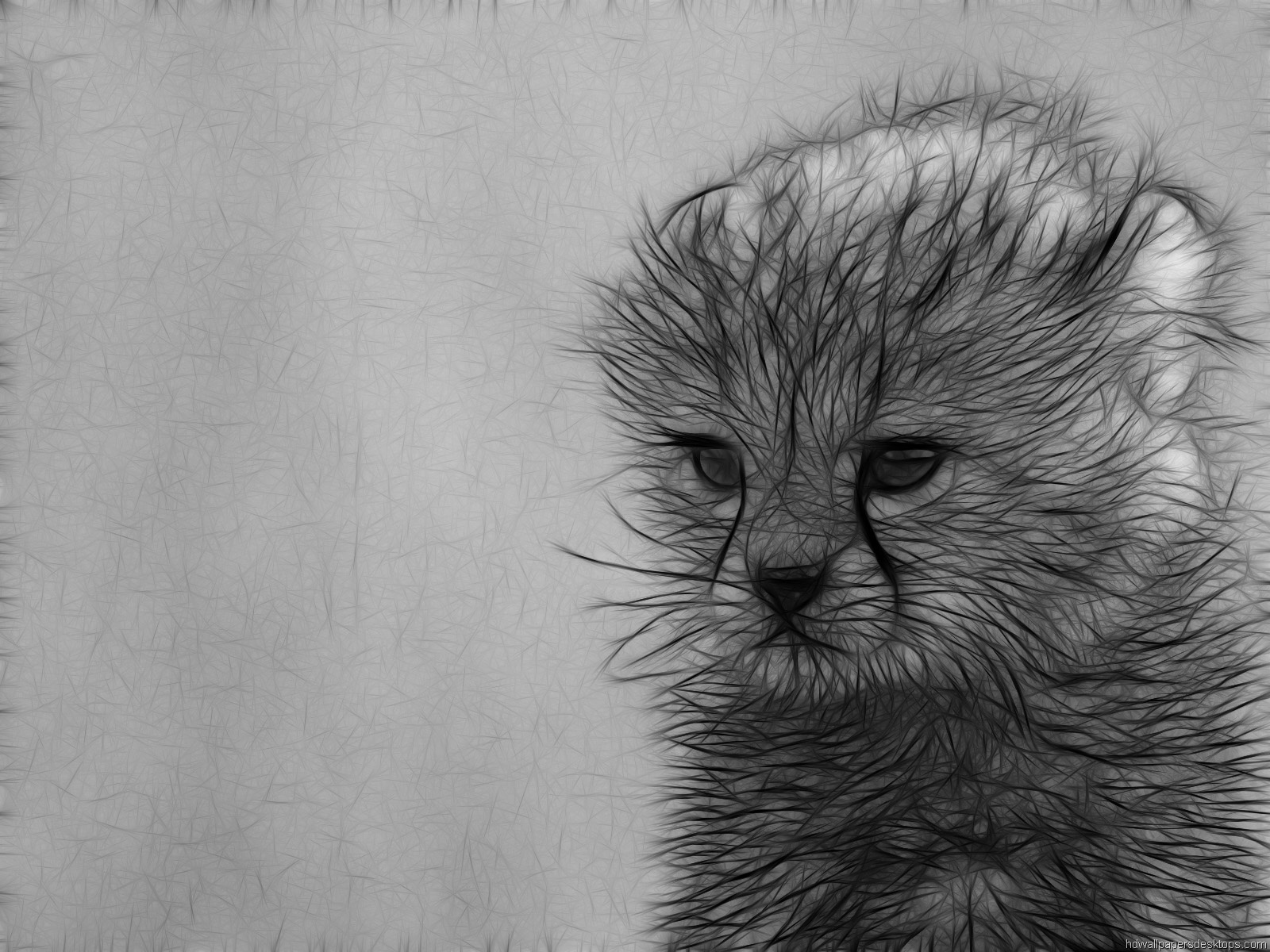 Animals Wallpaper Desktop Background Ways Of Drawing Cats