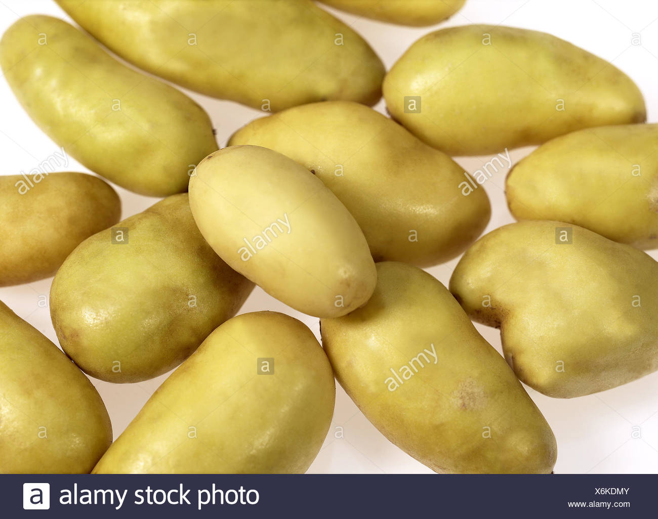 Charlotte Potato Solanum Tuberosum Against White Background Stock
