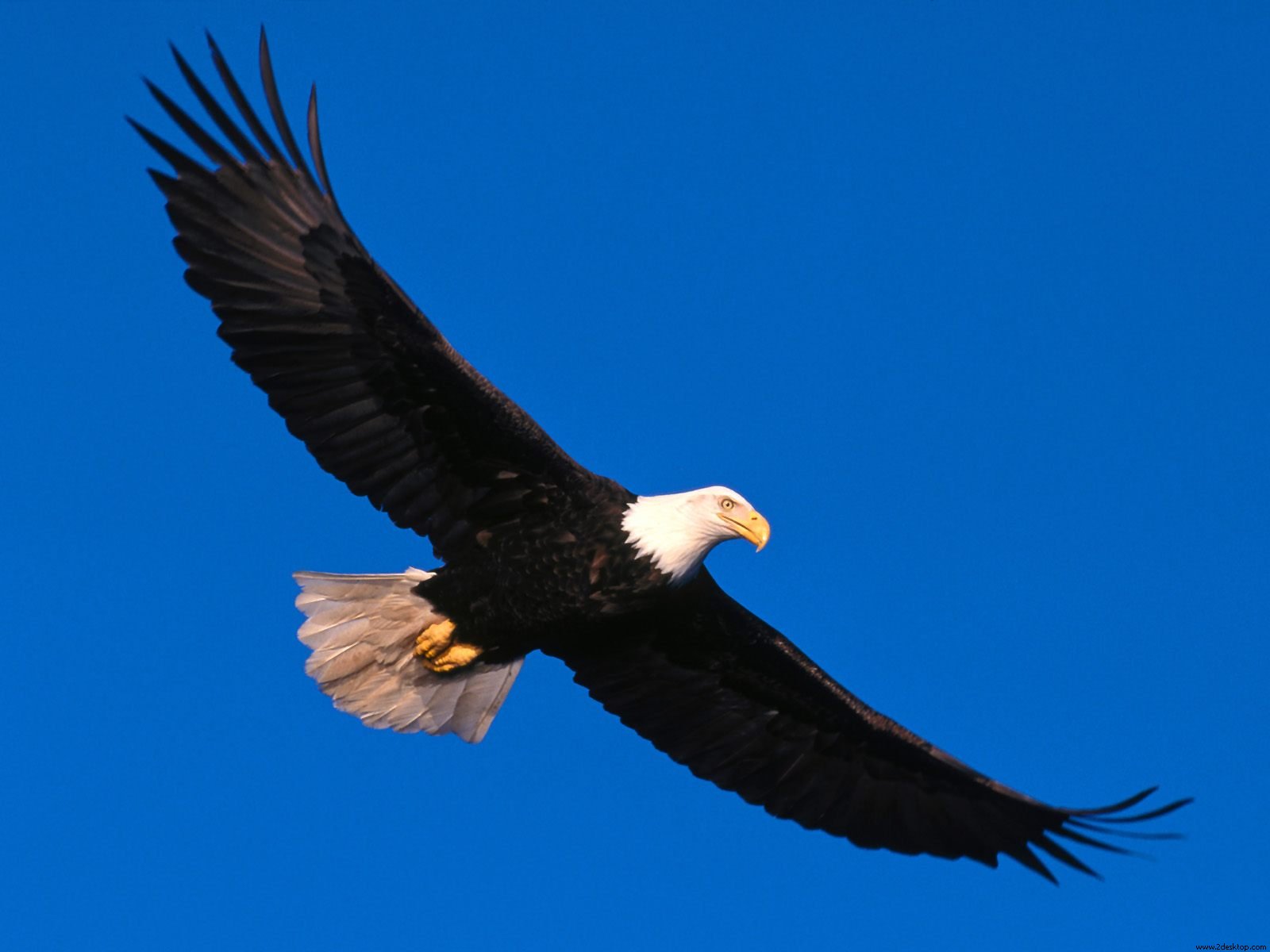 Eagle Soaring High Wallpapers HD Wallpapers
