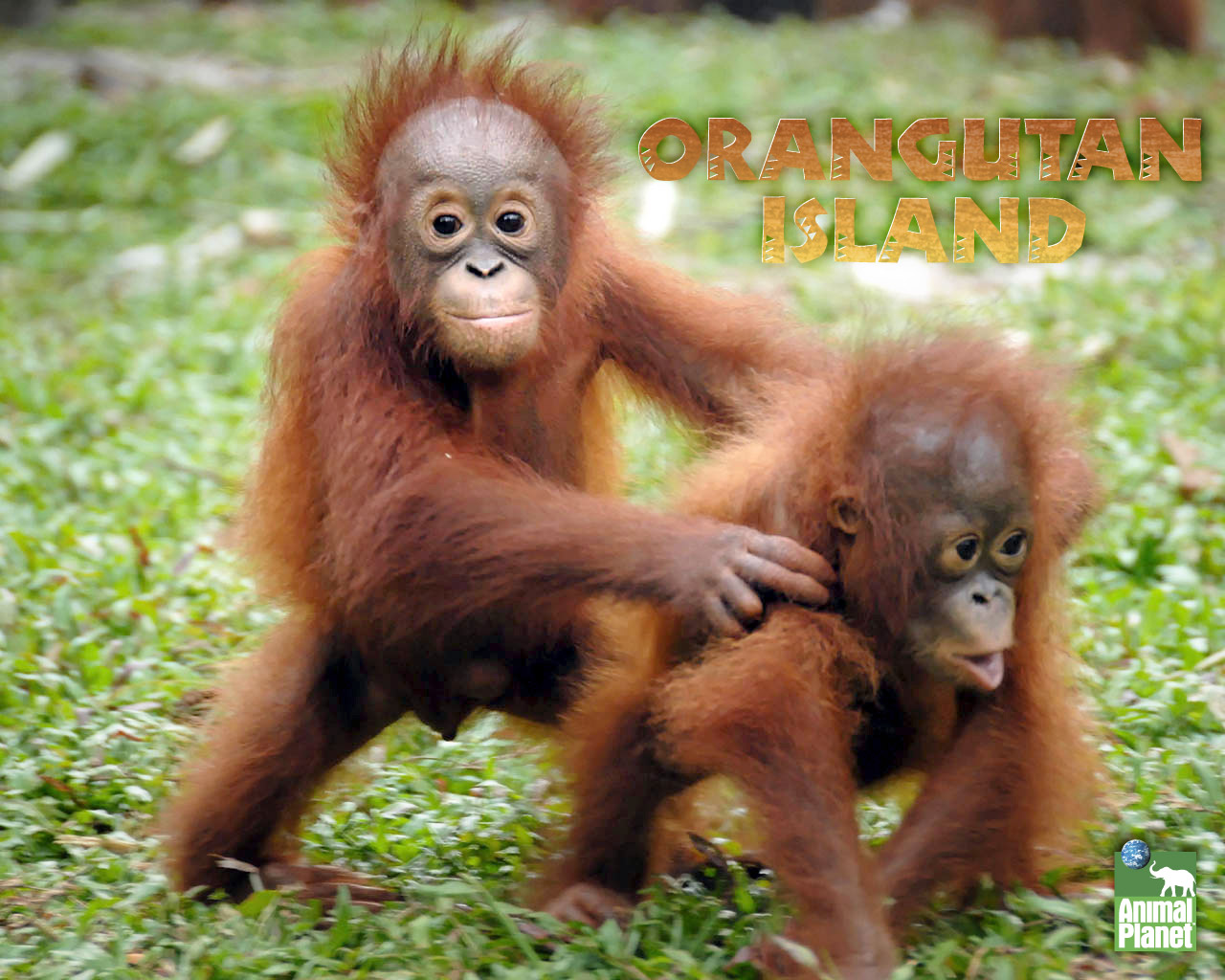 Orangutan HD Desktop Wallpaper