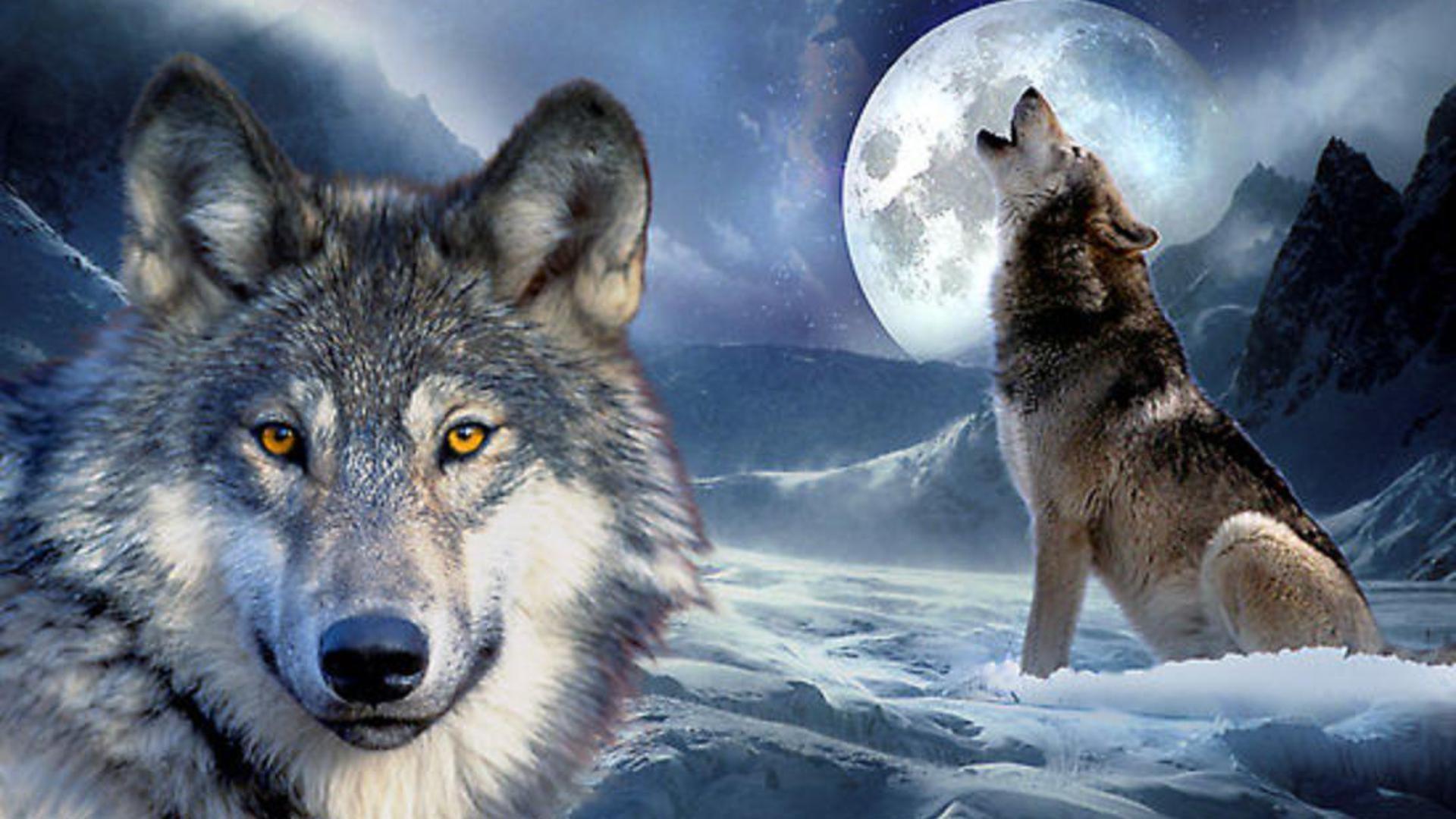 Wolf Howling At The Moon Wallpaper Sf