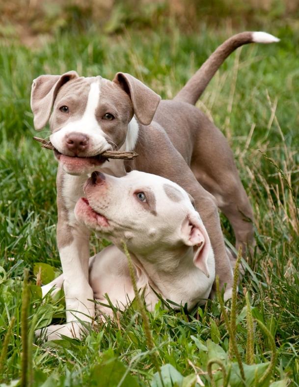 Pitbull Puppy Pictures Gallery The Has Been Greatly Maligned