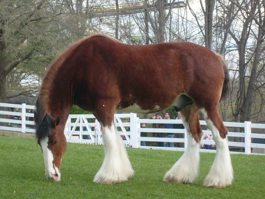 Clydesdale Horse Wallpaper Clydesdale by artmistress314