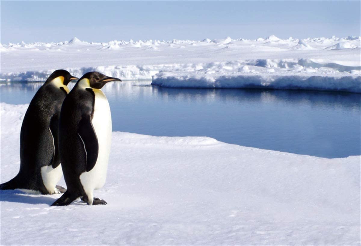 Amazoncom YEELE Antarctica Penguin Backdrop 8x6ft Glacier Ice