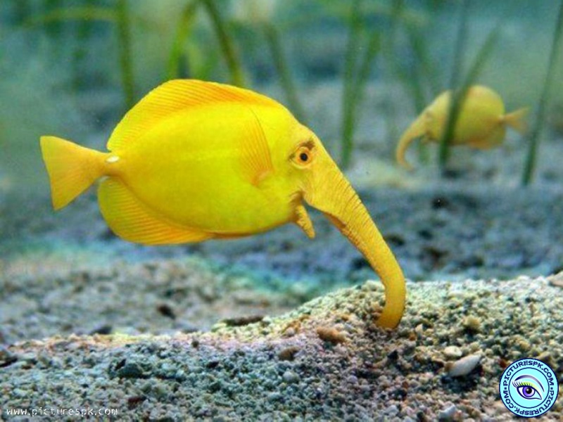 Yellow Fish Picture Wallpaper In Resolution