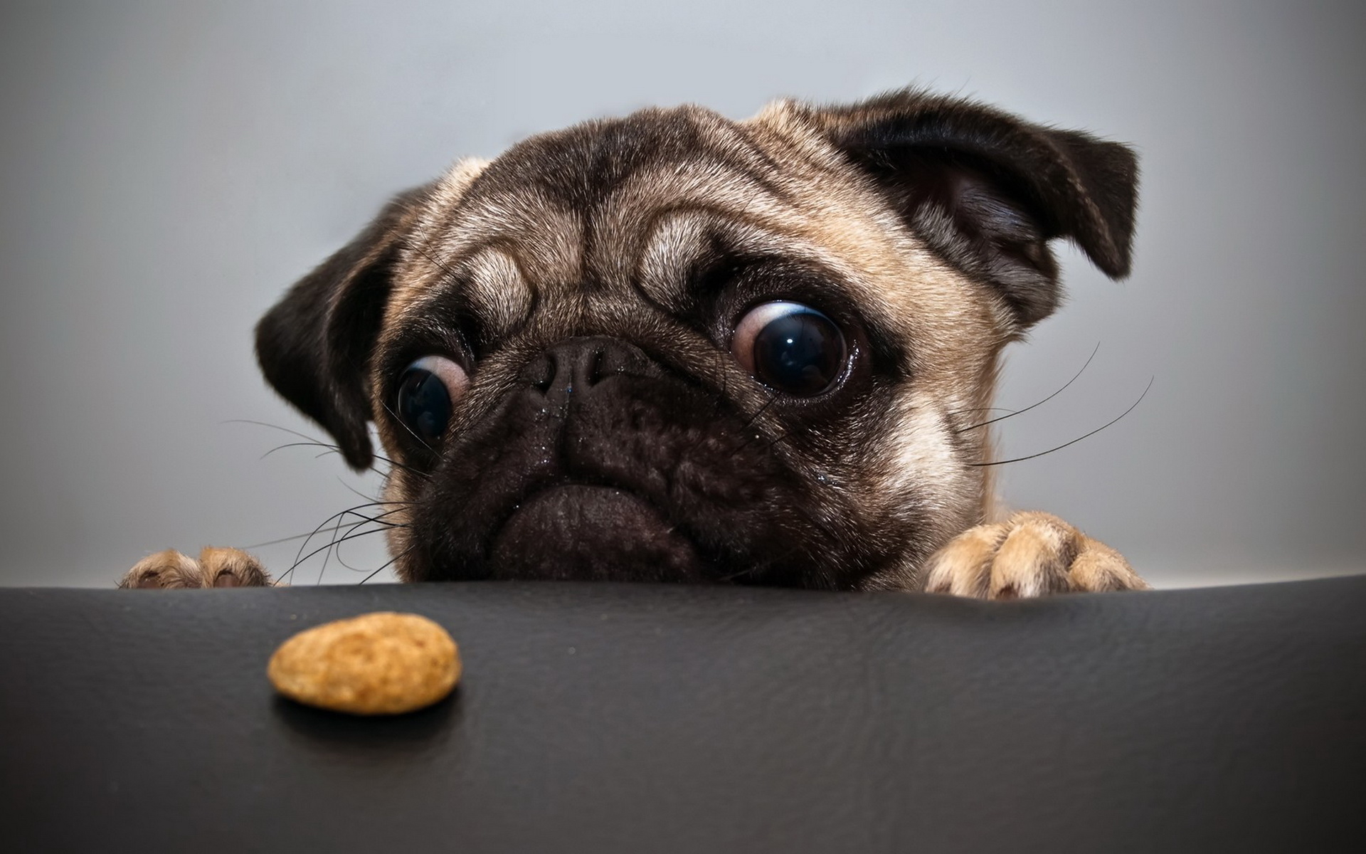 Cross Eyed Pug Wallpaper And Image Pictures Photos
