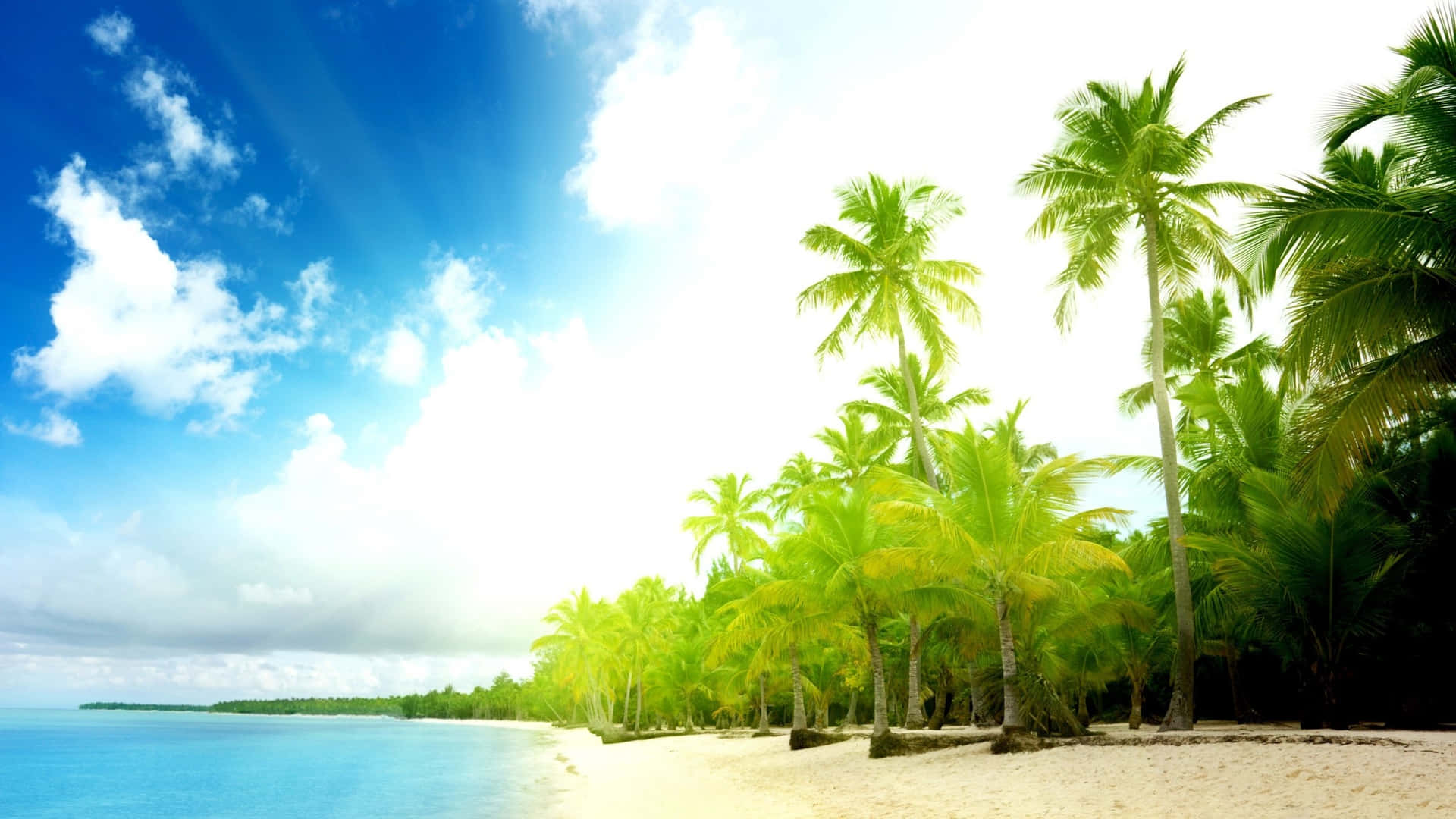 Palm Tree Beach Wallpaper