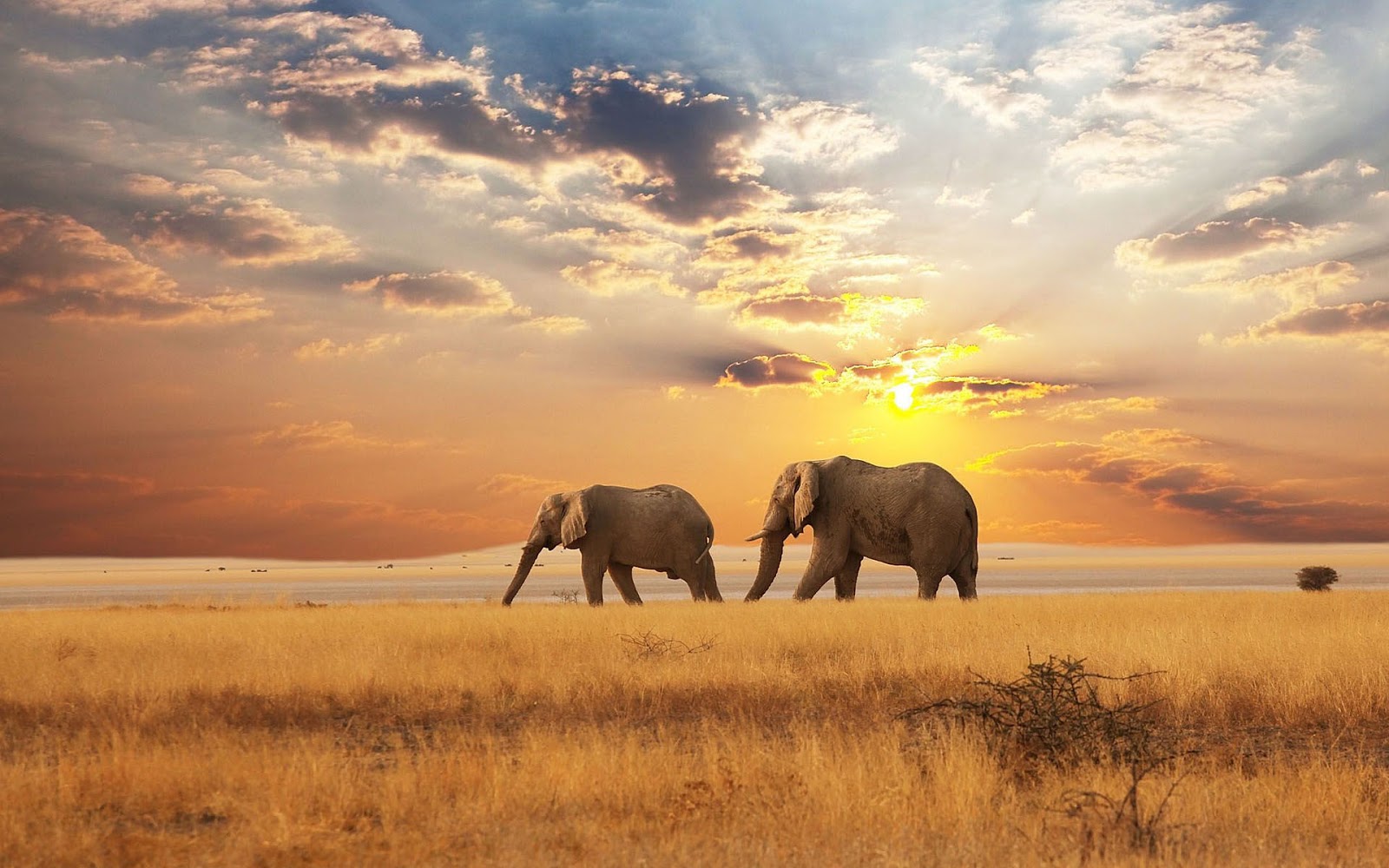 African Landscape With Elephant Beautiful Photo
