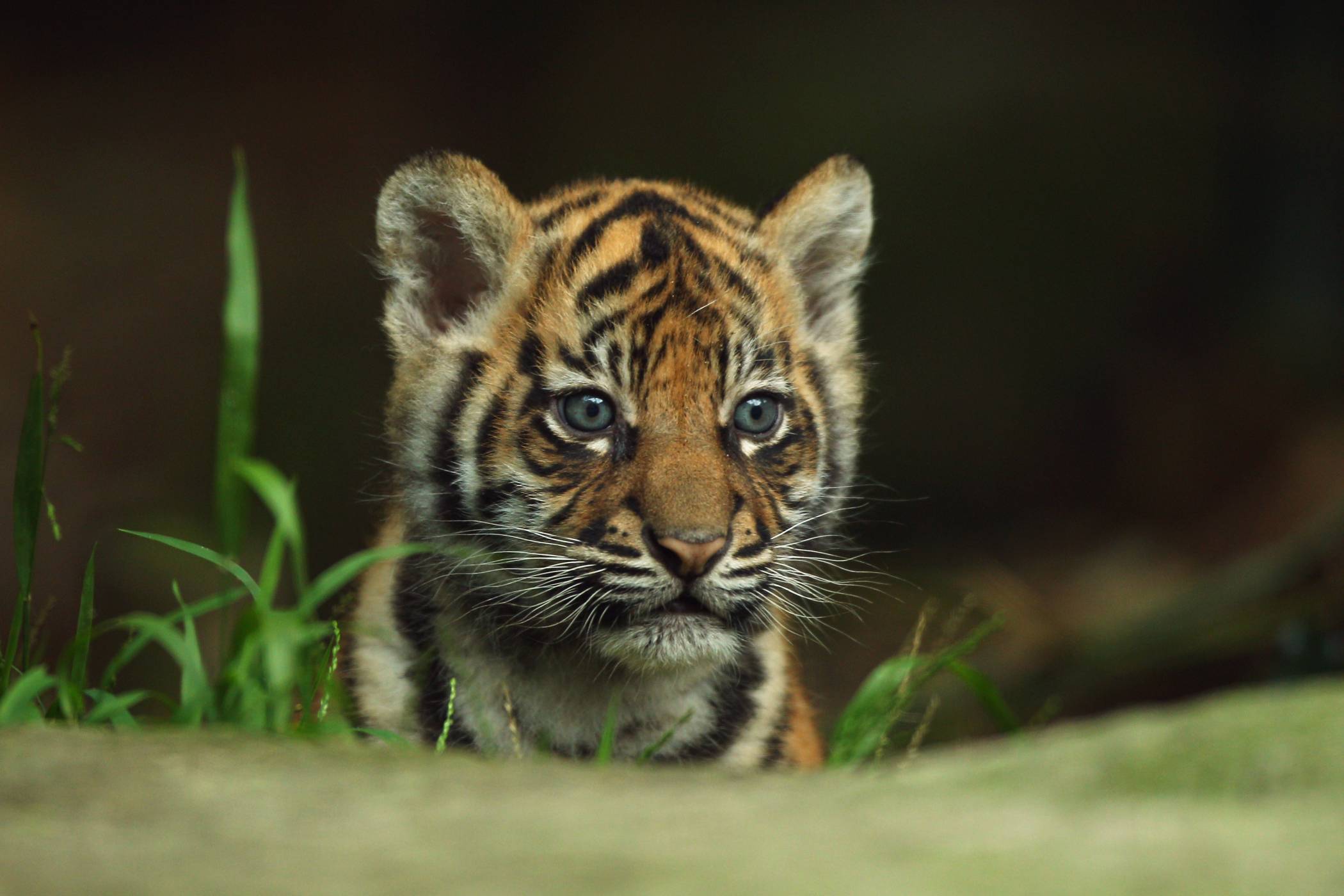 Baby Tiger Pictures In The Nature