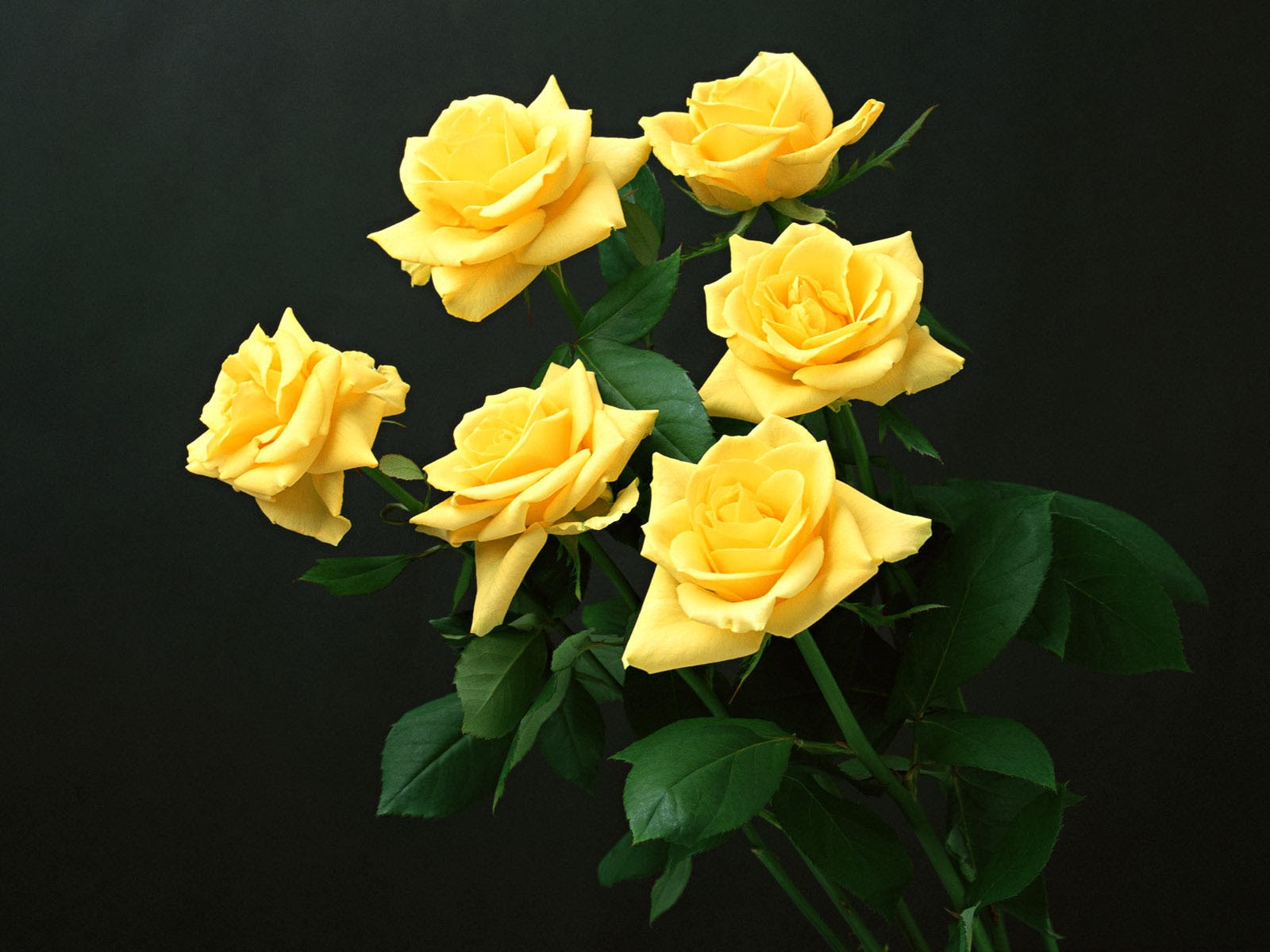Wallpaper Yellow Rose