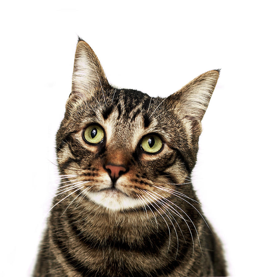 Vertical Photograph Cat On White Background By American Image Inc