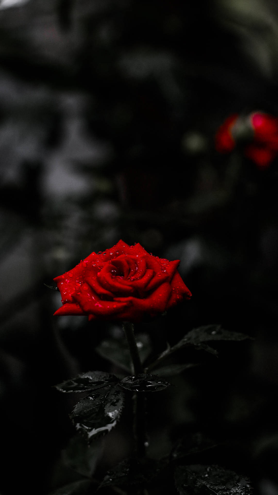 8k Phone Wallpaper