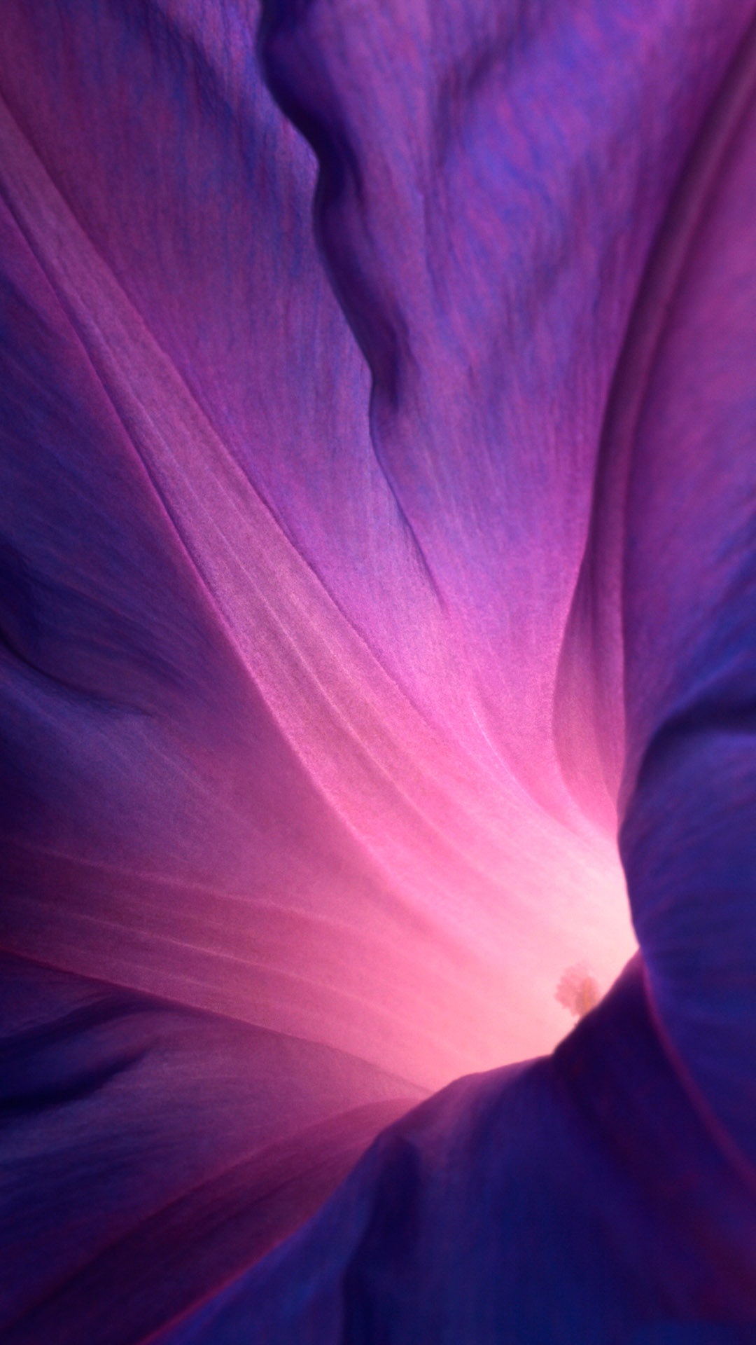 Ios Purple Flower Wallpaper Details