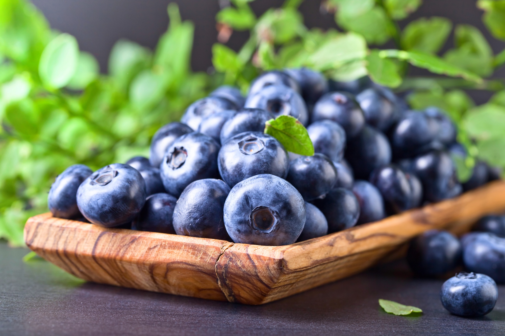 Berry Fruit Food Blueberry HD Wallpaper