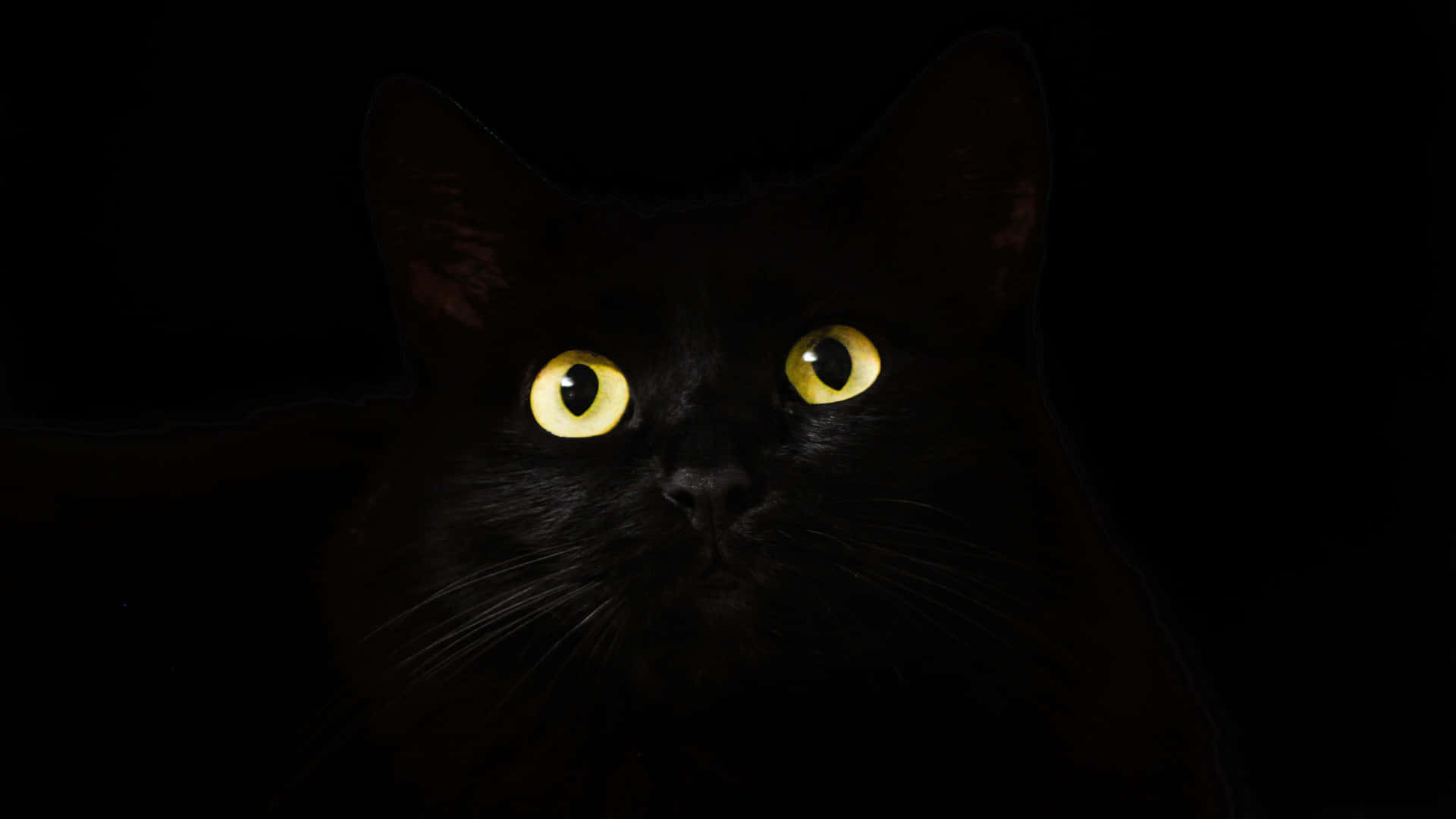 Dark Animals Wallpaper