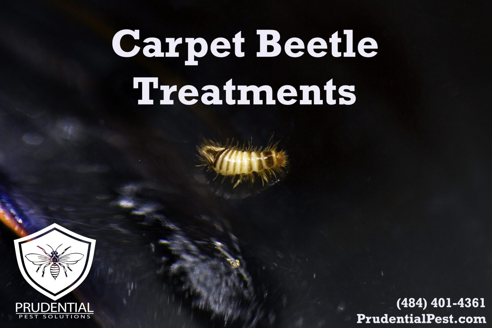 Carpet Beetle Treatments Wallpaper