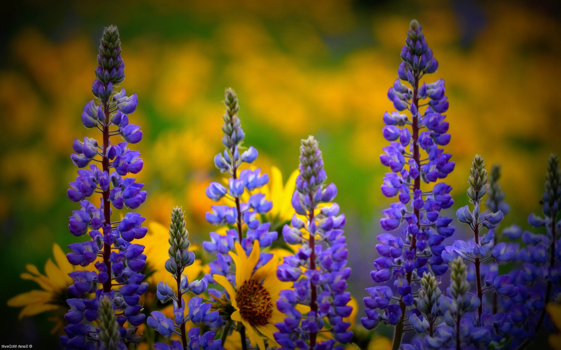 Wild Flowers Wallpaper