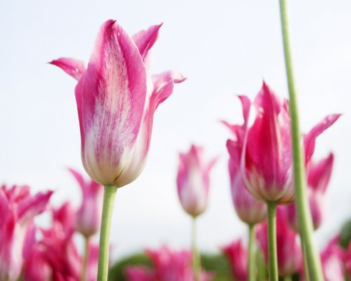 Related Wallpaper Flowers Tulip Tulips