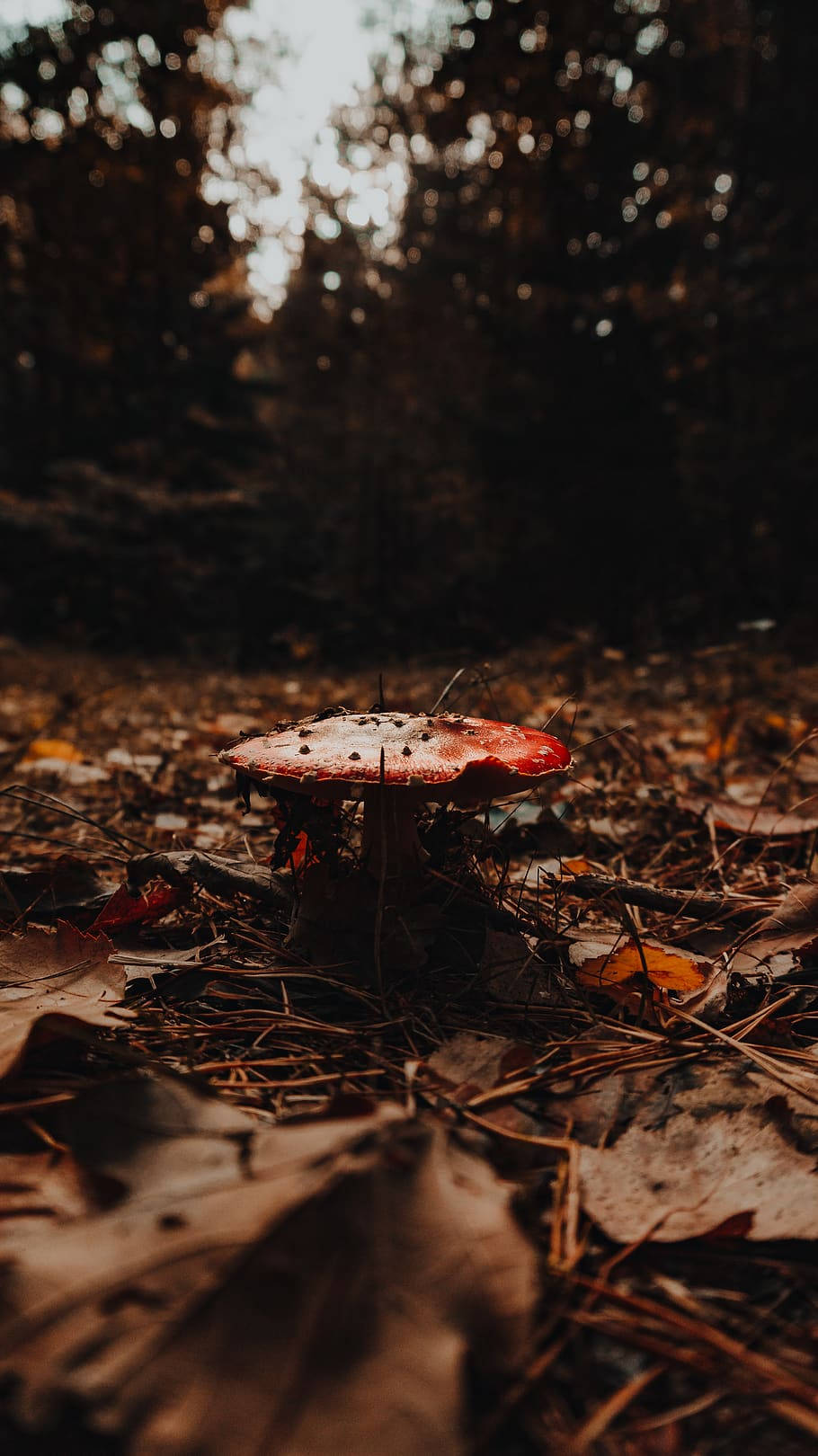 Brown Aesthetic Background Wallpaper
