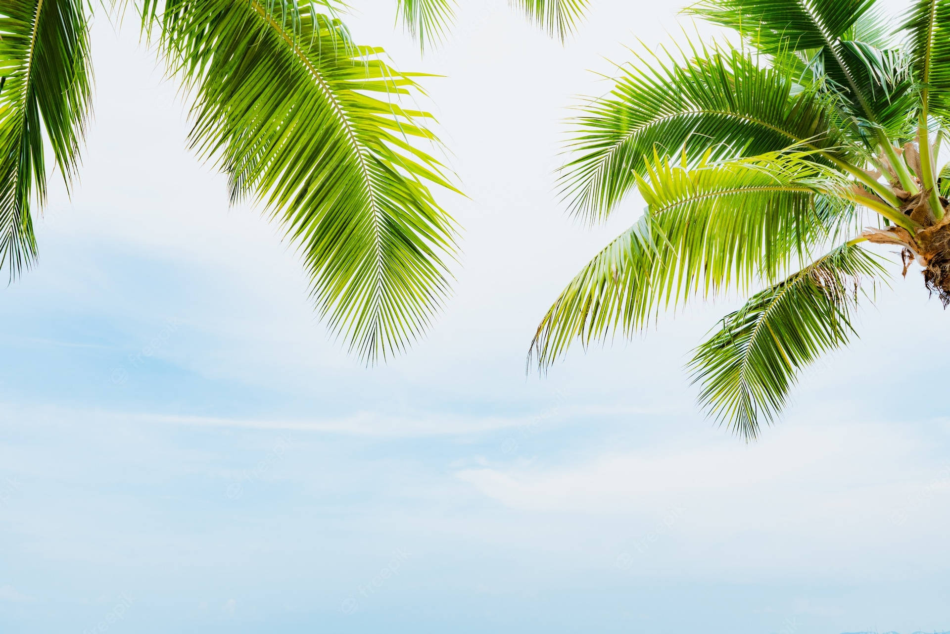 Coconut Tree Wallpaper