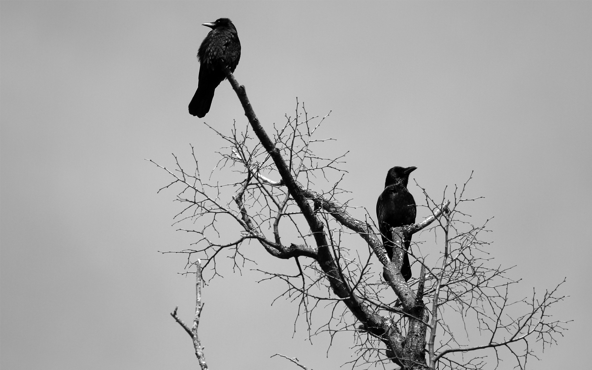 Animals Birds Crows Ravens Gothic Dark Wallpaper Background