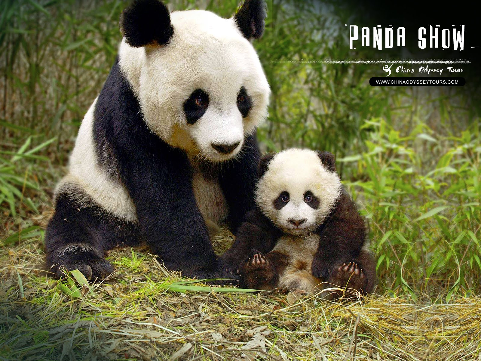 Wallpaper Collections giant panda wallpapers