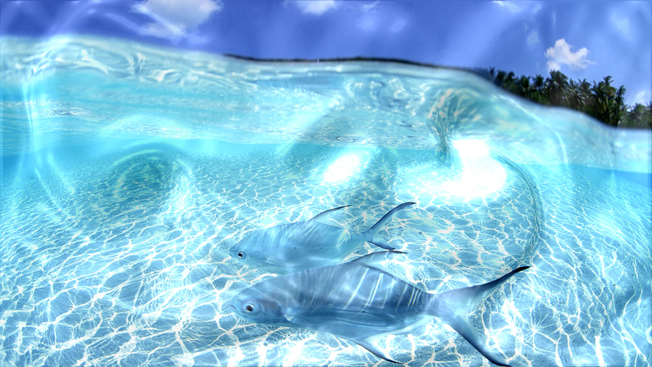Watery Desktop 3d Animated Wallpaper And Screensaver For Windows